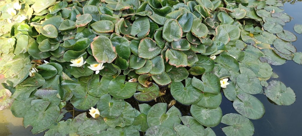 Lily pads at the Alhambra