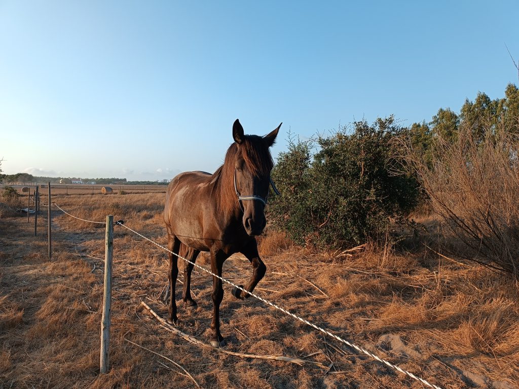 A horse gallops forth in Southern Portugal